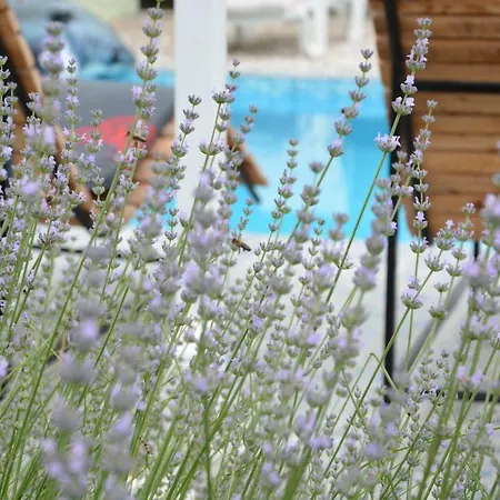 Villa Iva *